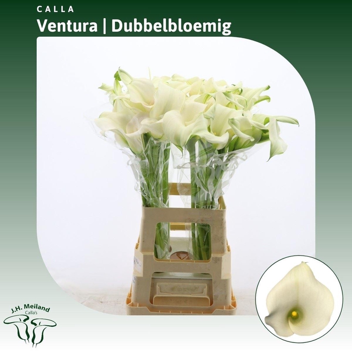 <h4>Calla Ventura | Dubbelbloemig</h4>