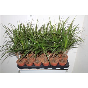 Dra Marginata