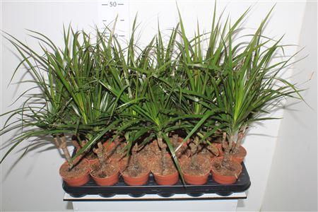 <h4>Dra Marginata</h4>