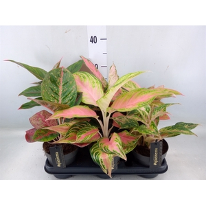 Aglaonema   ...