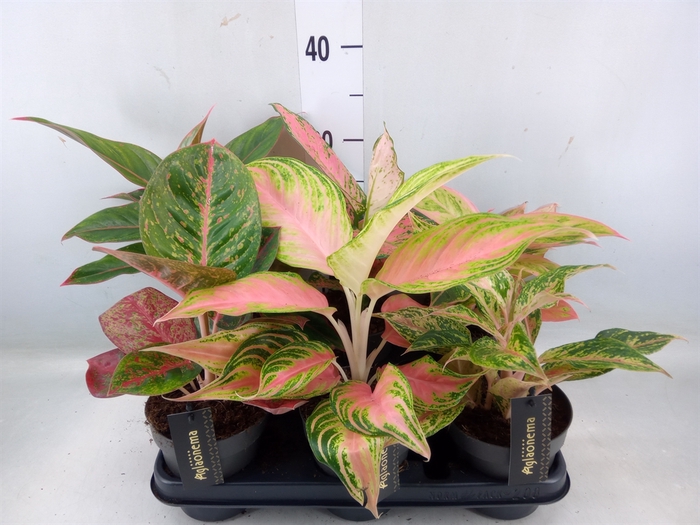 <h4>Aglaonema   ...</h4>