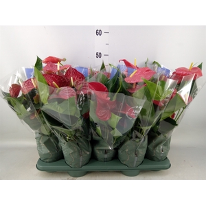 Anthurium andr. 'Karma Red'