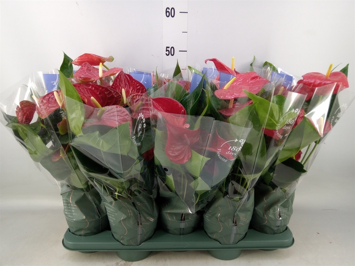 <h4>Anthurium andr. 'Karma Red'</h4>
