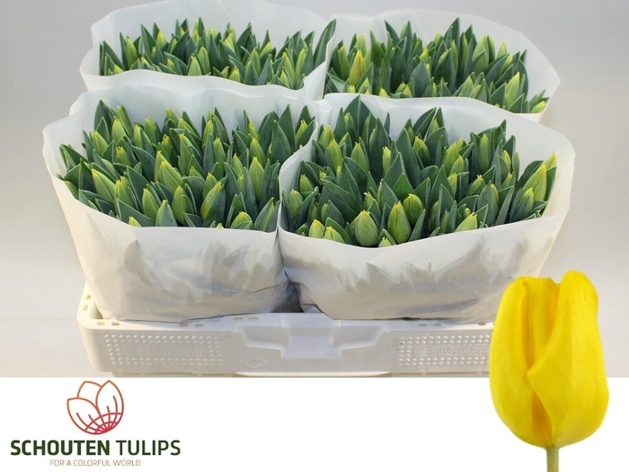 <h4>TU EN YELLOW FLIGHT</h4>