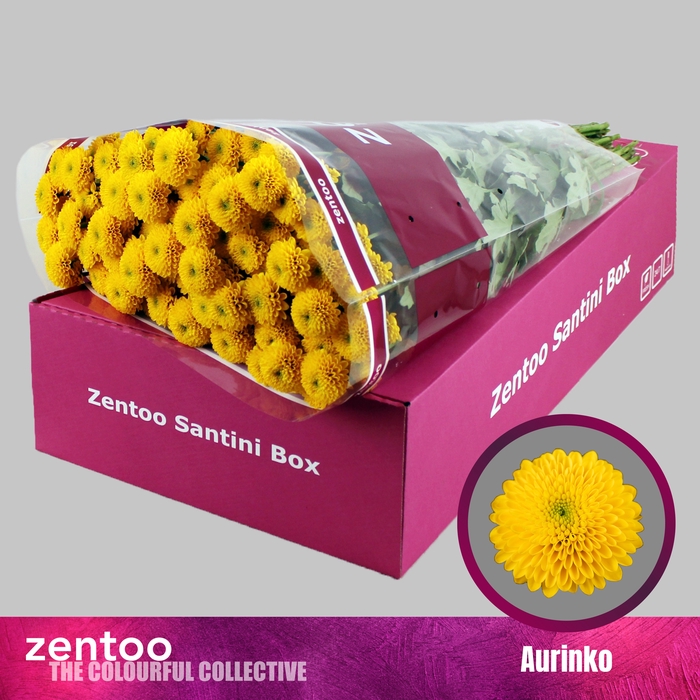 <h4>Chrysanten Chr S Aaa Aurinko</h4>