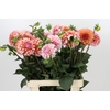 Dahlia Peaches