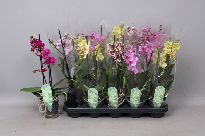 <h4>PHAL MF GEM 5 KL</h4>