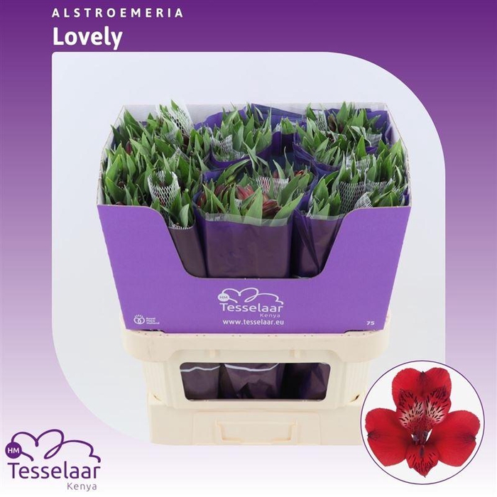 <h4>Alstroemeria Lovely | Heavy Quality</h4>