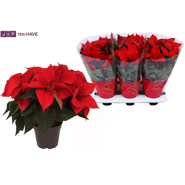 <h4>Euphorbia pulcherrima Christmas Eve</h4>