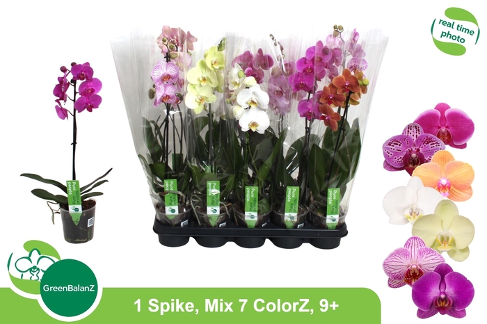 <h4>PHAL GEM 7 KL</h4>