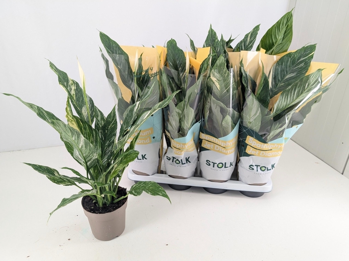 <h4>SPATH DIAMOND</h4>