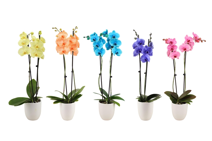 <h4>Hugo White Phal I Am Mix 2T14+</h4>