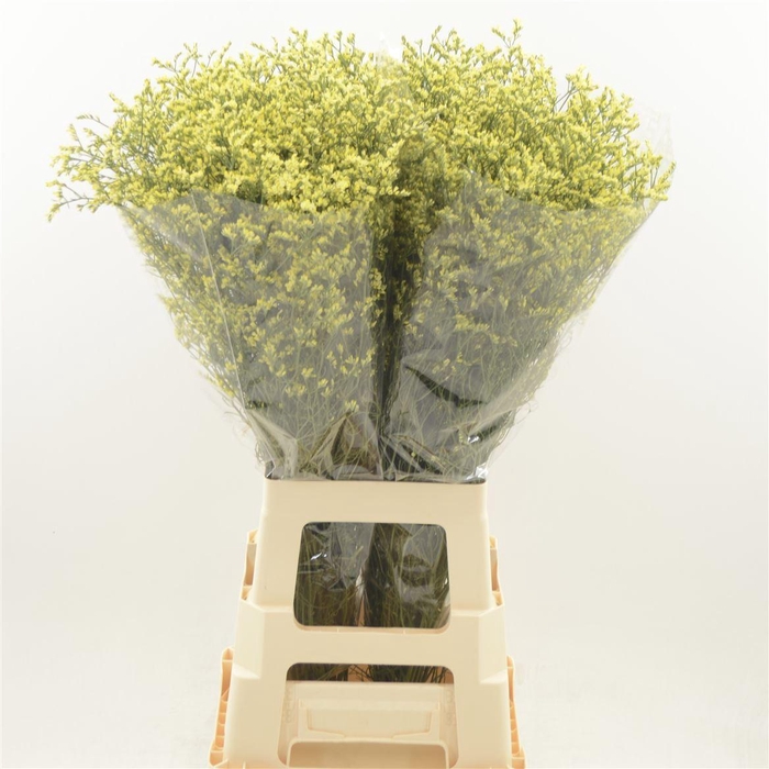 Limonium Sinense China Summer