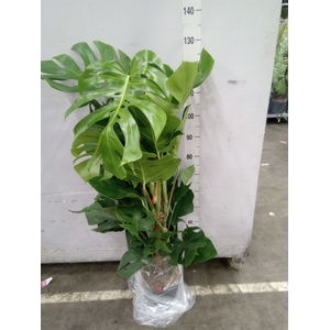 Monstera pertusum