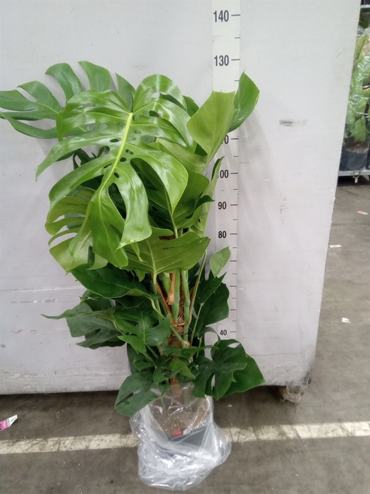 <h4>Monstera pertusum</h4>