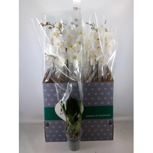 Phalaenopsis   ...white