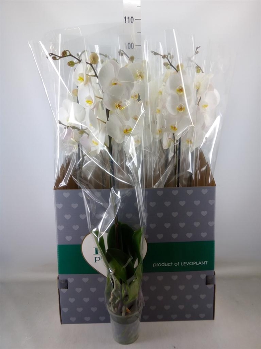 <h4>Phalaenopsis   ...white</h4>