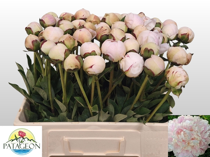 <h4>PAEO L ODILE</h4>