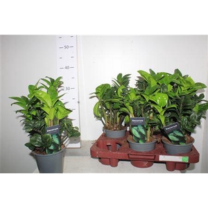 Zamioculcas Zenzi 12 Cm Decorum, 5