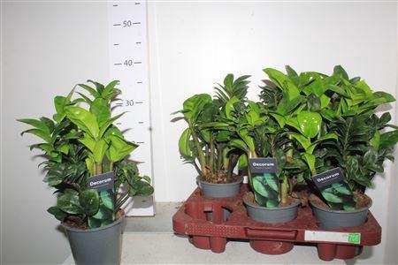 <h4>Zamioculcas Zenzi 12 Cm Decorum, 5</h4>
