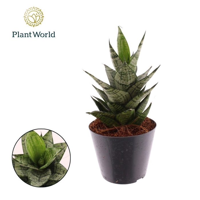 <h4>Sansevieria Ehrendel</h4>