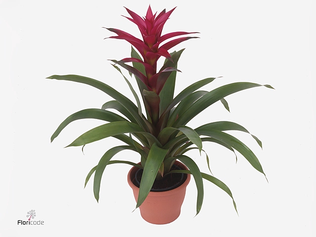 Guzmania Voila