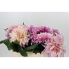 Dahlia Cafe Au Lait
