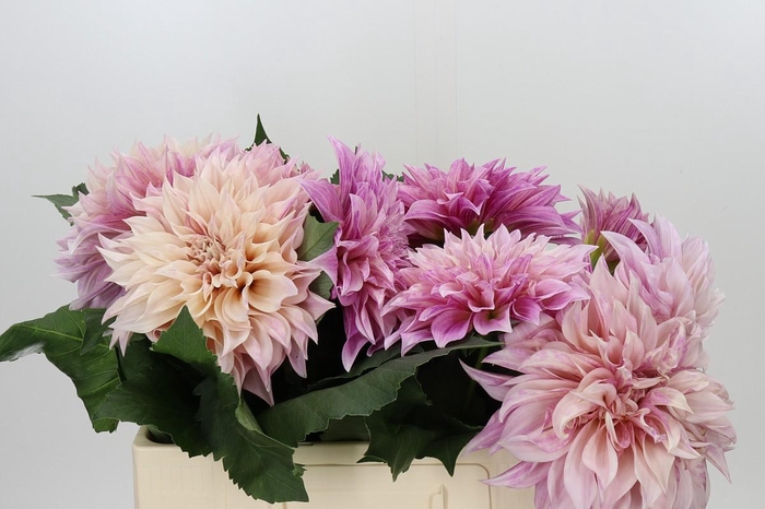 Dahlia Cafe Au Lait