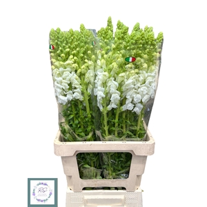 ANTIR POTO EARL WHIT