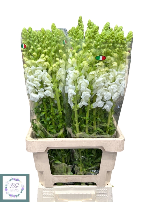 <h4>ANTIR POTO EARL WHIT</h4>