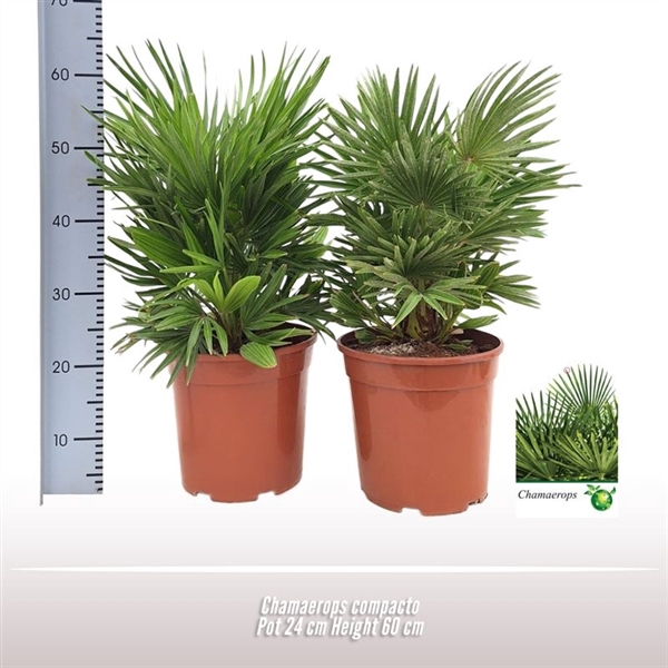<h4>Chamaerops compacto</h4>