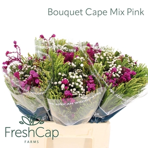 Bouquet Cape Mix Pink
