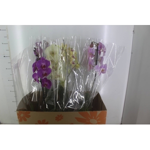 PHALAENOPSIS P15 MIN 8 FLS