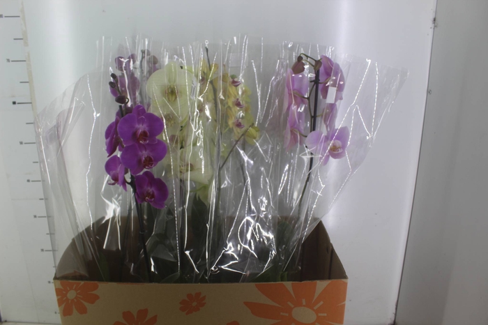 <h4>PHALAENOPSIS P15 MIN 8 FLS</h4>