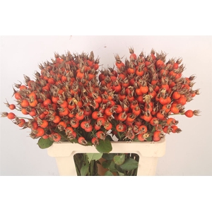 Rosa Pumpkin Orange