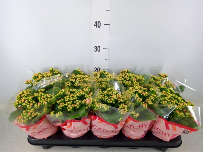 <h4>Kalanchoe blos. 'RosDon Alano'</h4>