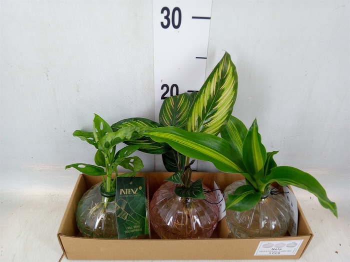 <h4>Planten  ..mix</h4>