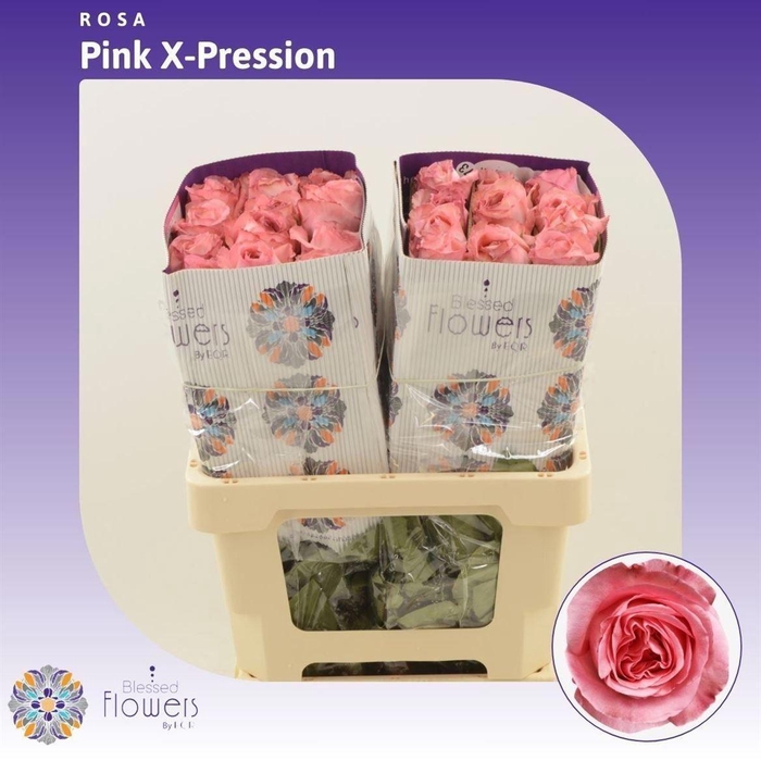 <h4>Rosa a grande fleur Pink X-Pression</h4>