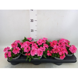 Verbena  'Lascar Light Pink'