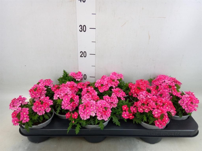 <h4>Verbena  'Lascar Light Pink'</h4>