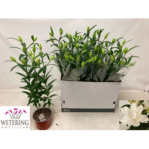 LIL OR SUN DB BOUNTY