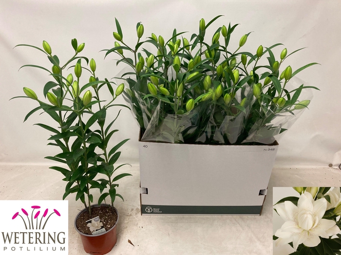 <h4>LIL OR SUN DB BOUNTY</h4>