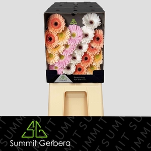 Germini Mix Dream Wedding Diamond