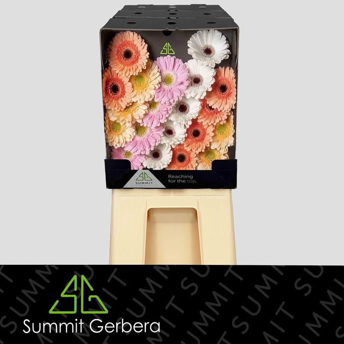 <h4>Germini Mix Dream Wedding Diamond</h4>