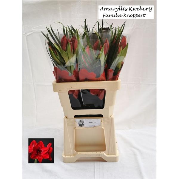 <h4>Hipp.Rood zonder blad</h4>