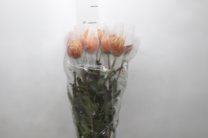 <h4>ANASTASIA DARK FUEGO 080 CM</h4>