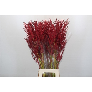 Bromelia Red Paloma