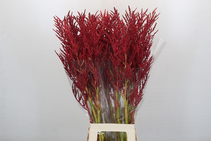 <h4>Bromelia Red Paloma</h4>