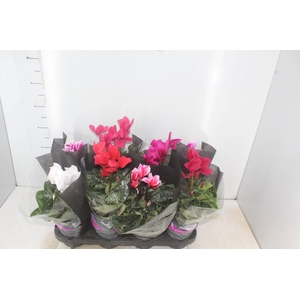CYCLAMEN P14