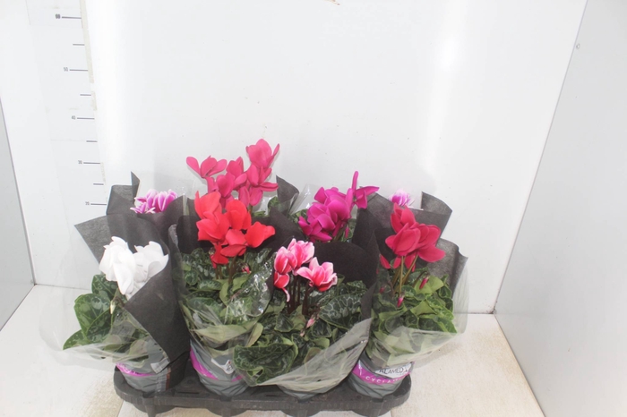 <h4>CYCLAMEN P14</h4>
